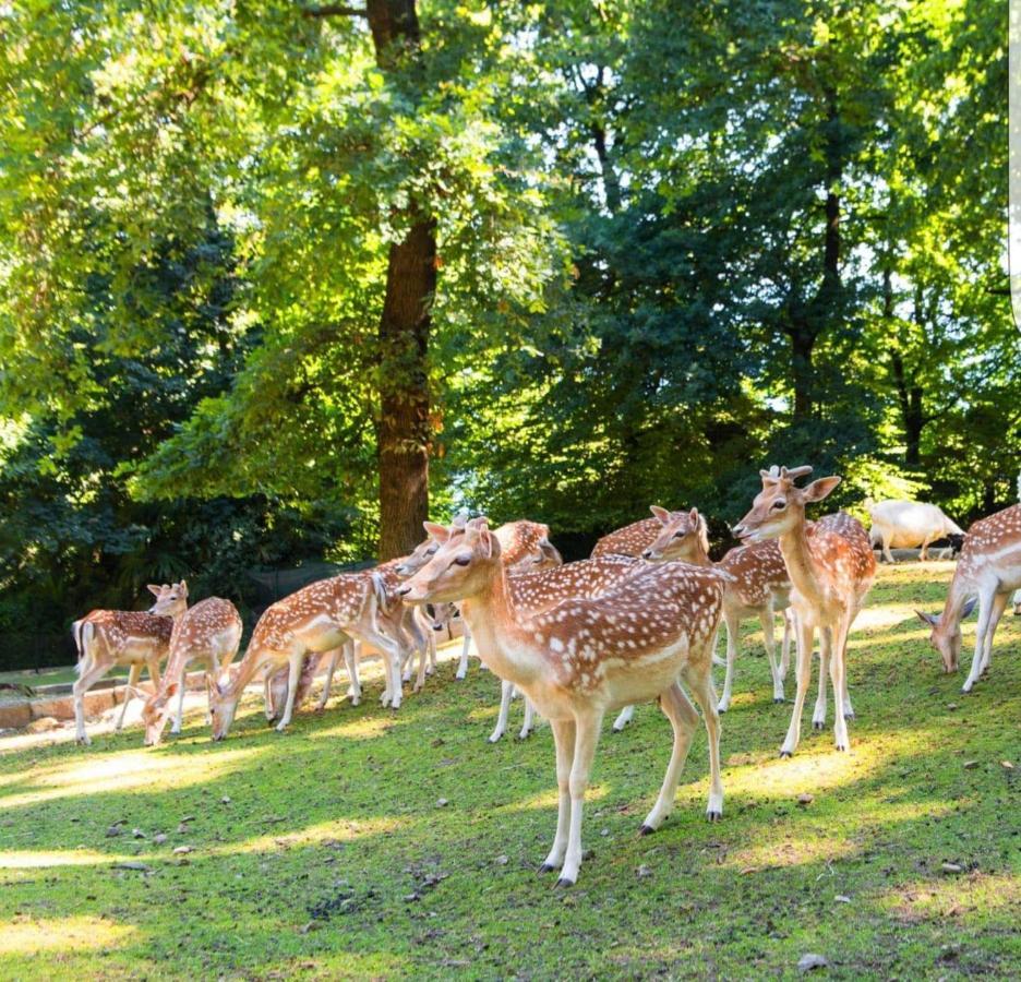 A Casa Di Chiara 2 Lägenhet Stresa Exteriör bild